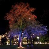 Winter festival Trees and light