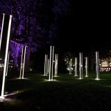 Winter festival Trees and light