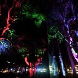 Winter festival Trees and light