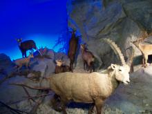 Natural History Museum of the city of Geneva